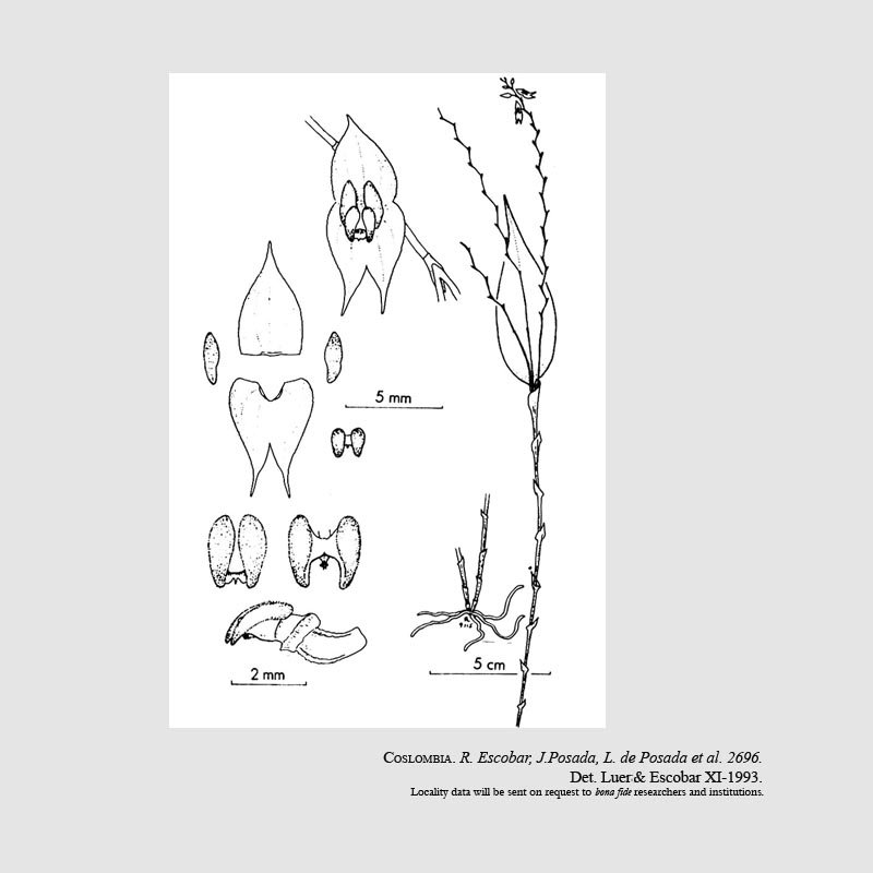 Lepanthes jardinensis